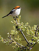 Woodchat Shrike