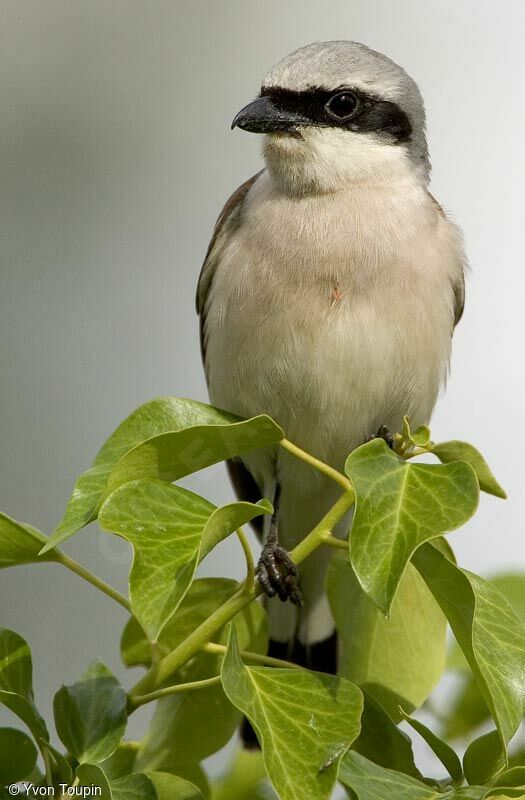 Pie-grièche écorcheur mâle, identification