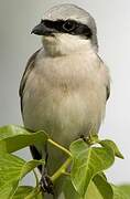 Red-backed Shrike