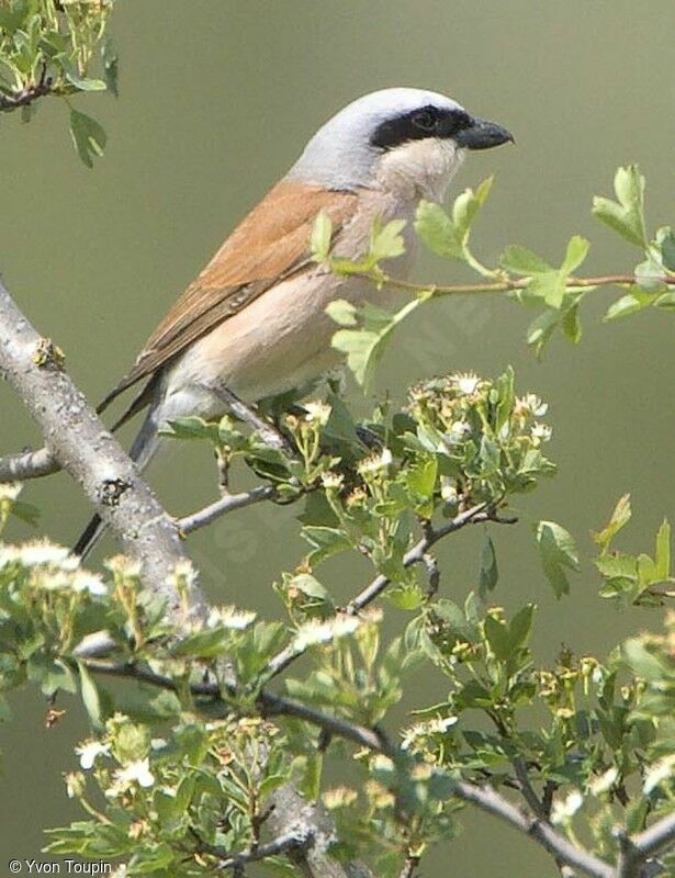 Pie-grièche écorcheur mâle, identification