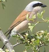 Red-backed Shrike