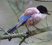 Iberian Magpie