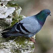 Rock Dove