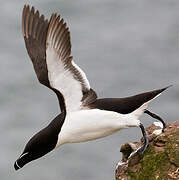 Razorbill