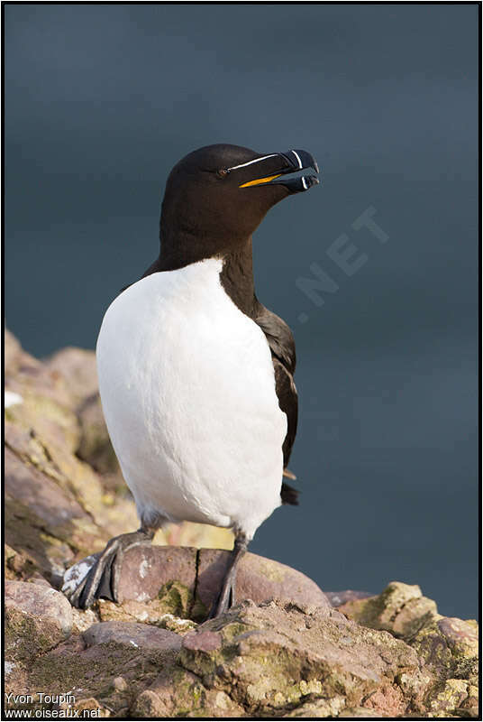 Pingouin tordaadulte nuptial, identification