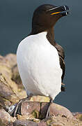 Razorbill