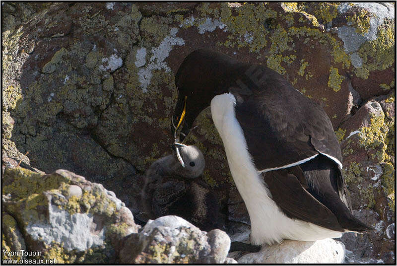 Razorbill, feeding habits, eats, Reproduction-nesting