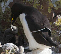 Razorbill