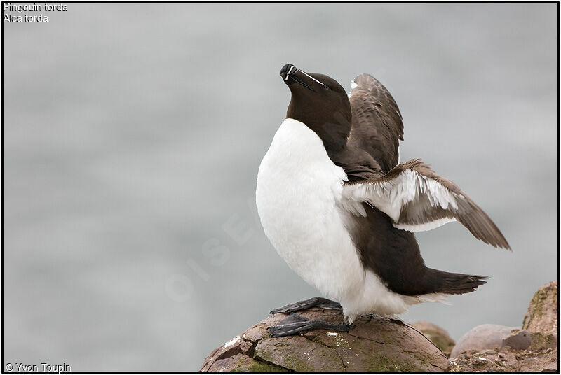 Razorbill, identification