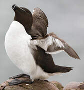 Razorbill