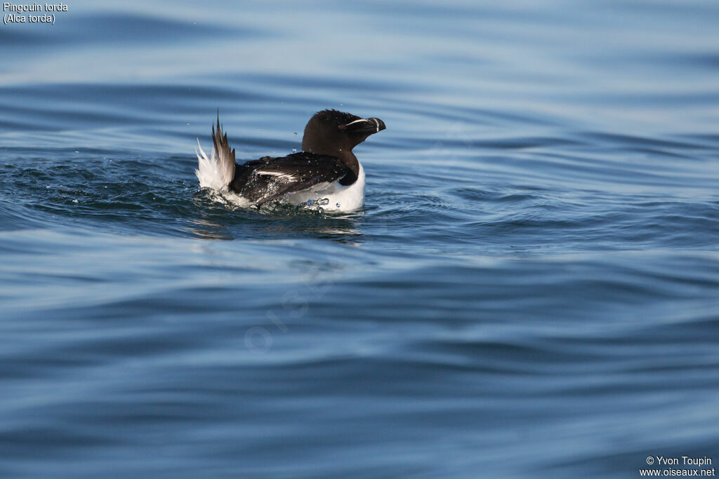 Pingouin torda, Comportement