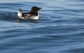 Razorbill