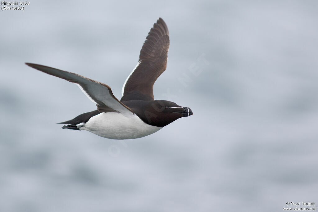 Razorbill, Flight