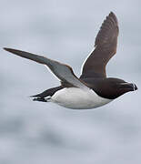 Razorbill