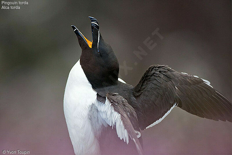 Razorbill