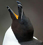 Razorbill