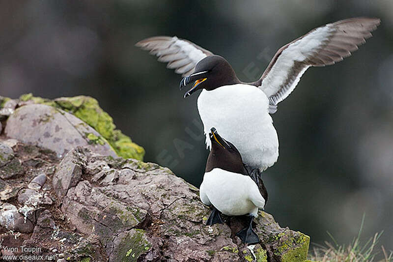 Pingouin tordaadulte nuptial, accouplement., Comportement