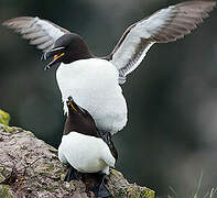 Razorbill