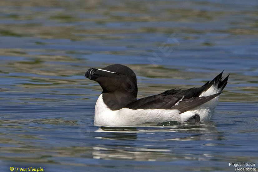 Razorbill, identification