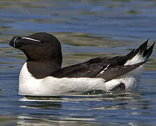 Razorbill