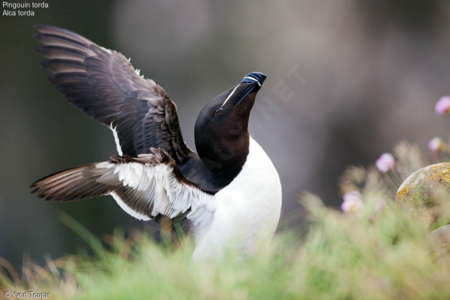 Razorbill, identification