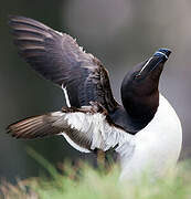 Razorbill