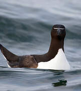 Razorbill