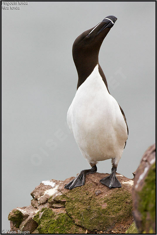 Pingouin tordaadulte nuptial, identification