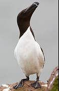 Razorbill