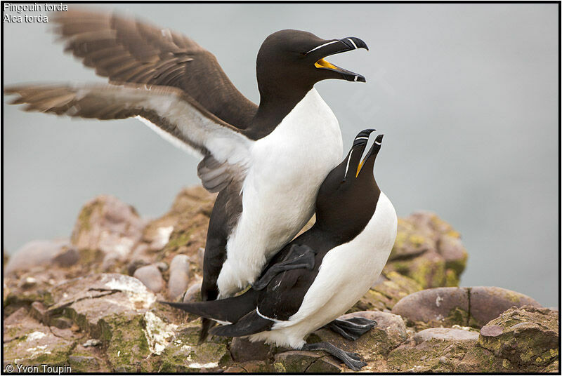 Pingouin torda adulte nuptial, Comportement