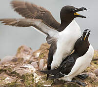 Razorbill