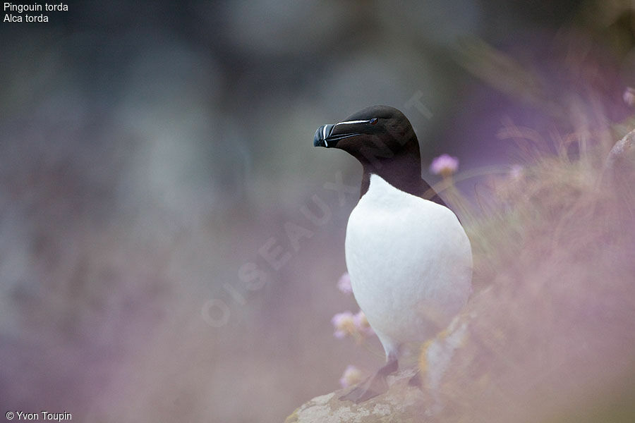 Pingouin torda, identification
