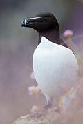 Razorbill