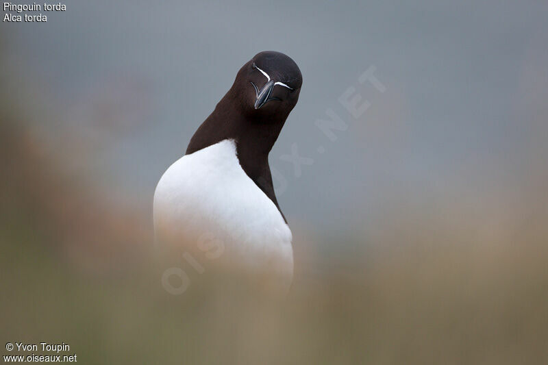 Pingouin torda, identification