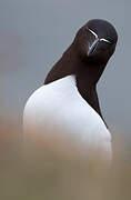 Razorbill