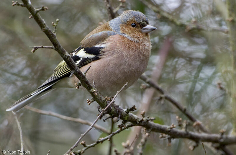 Eurasian Chaffinch, identification