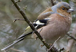 Common Chaffinch