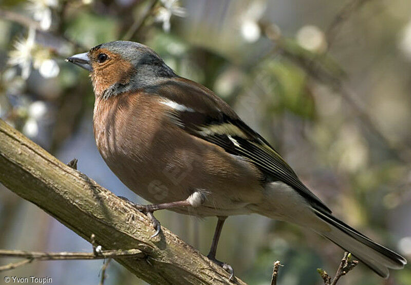 Common Chaffinch