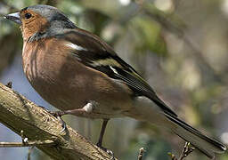 Common Chaffinch