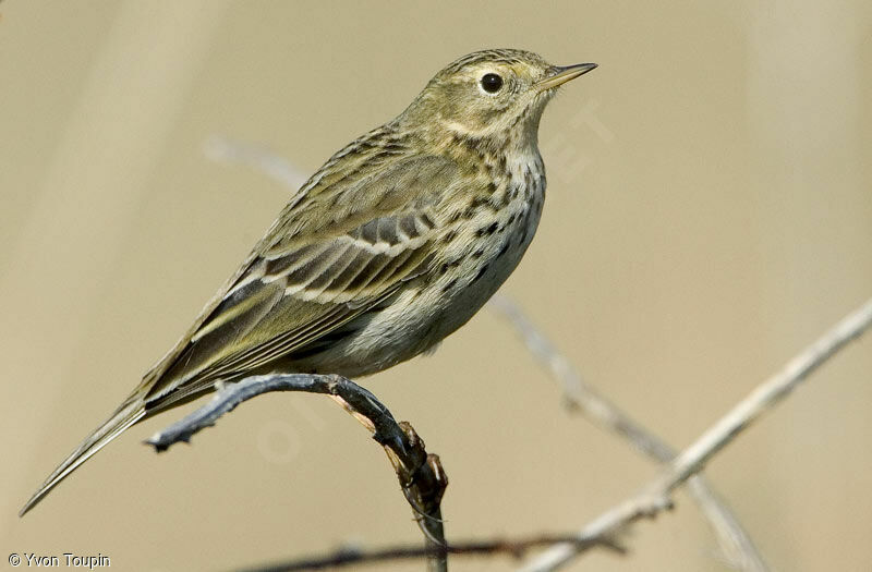 Pipit farlouse, identification