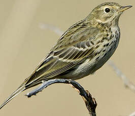 Pipit farlouse