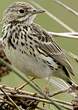 Pipit farlouse