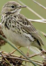 Pipit farlouse