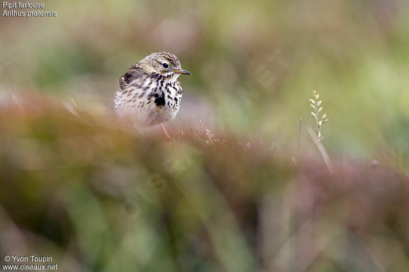 Pipit farlouse, identification