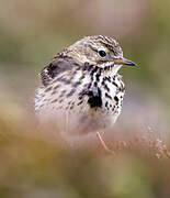 Meadow Pipit