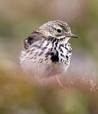 Pipit farlouse