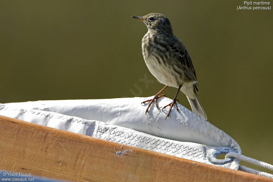 Eurasian Rock Pipit