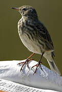 Eurasian Rock Pipit