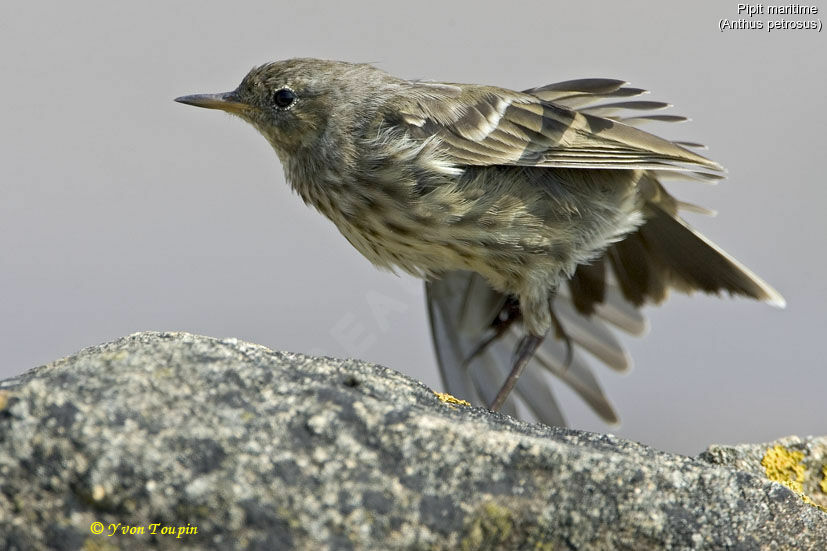 Pipit maritime, identification