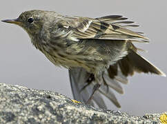 Eurasian Rock Pipit